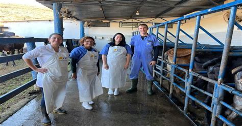 Curso De Insemina O Artificial E Estrat Gias De Iatf Em Bovinos