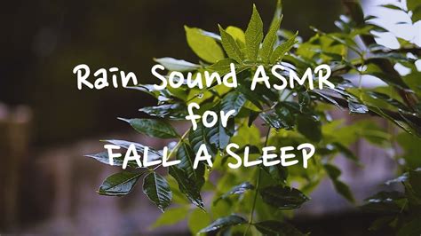 Rain Sound Asmr For Fall A Sleep Youtube