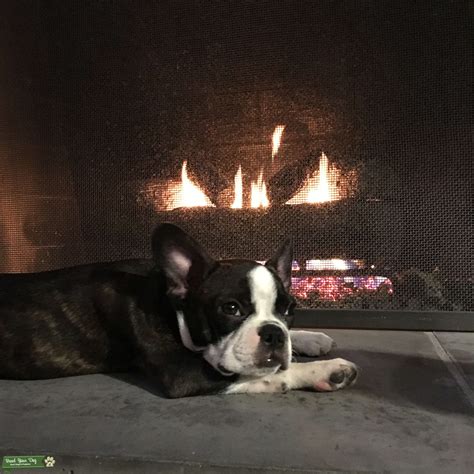Frenchton - Stud Dog in California , United States | Breed Your Dog