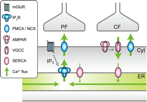 Schema Of Synaptically Evoked Ca 2 Flow In PCs Schematic Diagram