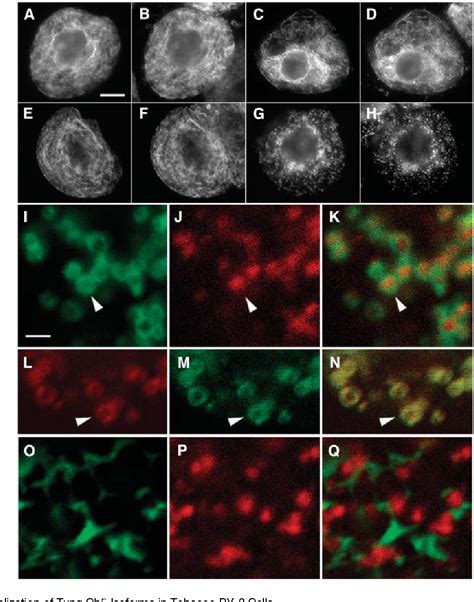 Figure From Novel Targeting Signals Mediate The Sorting Of Different