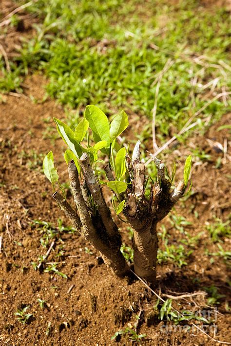 Coca Plantation Erythroxylum Coca Photograph by Gerard Lacz - Pixels