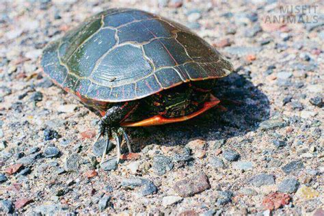 Western Painted Turtle Facts: Size, Lifespan, Behavior