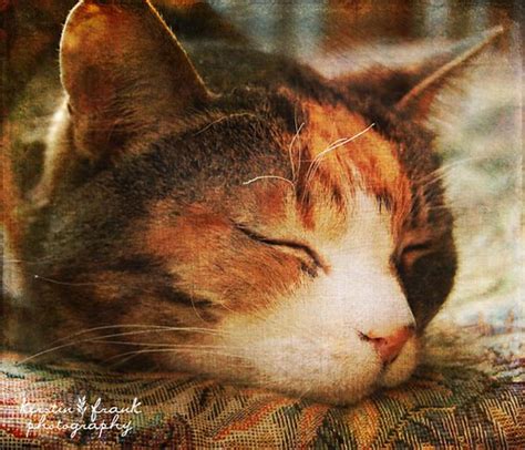 In Dreamland Texture By Me Kerstin Frank Flickr