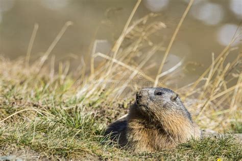 Marmot In The Grossglockner The Highest Mountains In Austria Stock