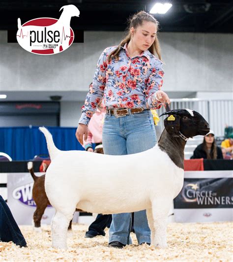 American Boer Goat Junior Nationals Commercial Does Division Ii