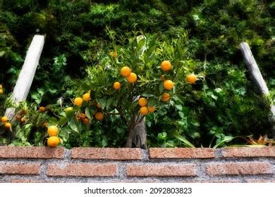 14,178 Small Tangerine Images, Stock Photos & Vectors | Shutterstock