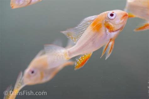 Albino Threadfin Acara Acarichthys Heckelii Dans Fish