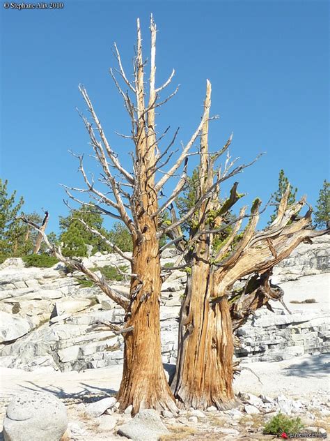 Olmsted Point Yosemite National Park Pinus Longaeva Pin De