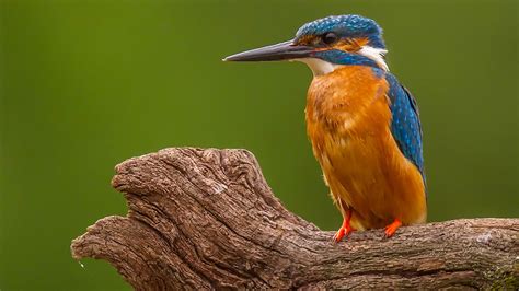 Jonge Ijsvogels Op Een Tak Zelf Geschoten Vroege Vogels Bnnvara