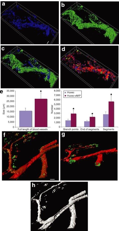 Demonstration Of The Proangiogenic Effect Of Viral Macrophage