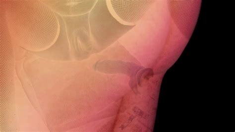 Light Dark SFX CD PMV One Fine Ass Dick Clips4Sale