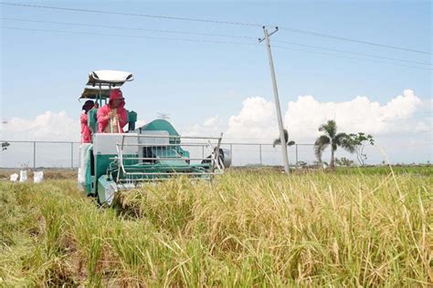 Benefits Of Using A Combine Harvester In The Philippines Atelier Yuwa