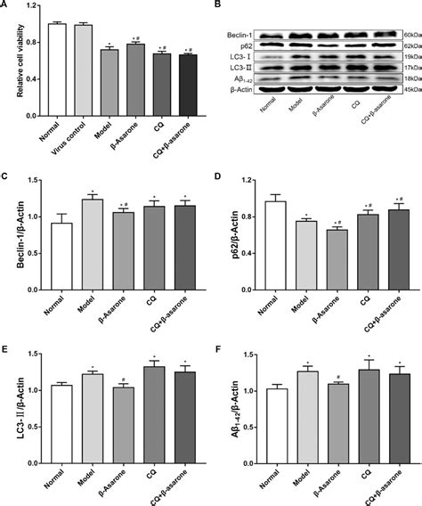 Frontiers β Asarone Attenuates Aβ Induced Neuronal Damage In Pc12