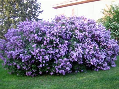 Lilac Bushes My Dream Flower Garden Planting Flowers Plants Lilac Bushes