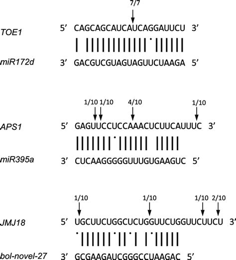 Mapping Of Target Mrna Cleavage Sites By Rlm Race The Cleavage