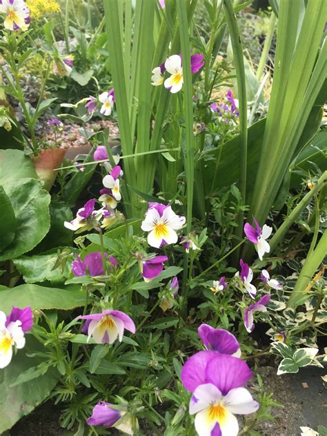 Winter pansies — BBC Gardeners' World Magazine