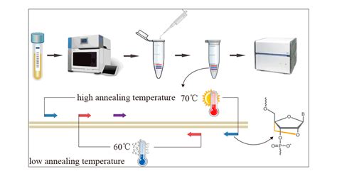 Real Time Pcr Diagram