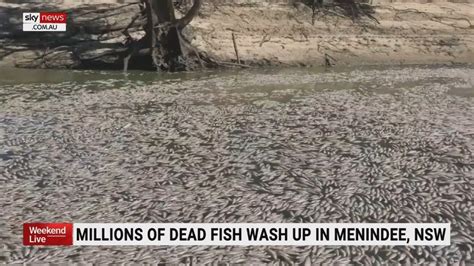 Millions Of Dead Fish Wash Up In Menindee Worst Mass Kill Of Fish In