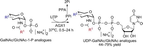 Highly Efficient Synthesis Of Udp‐galnac Glcnac Analogues With Promiscuous Recombinant Human Udp