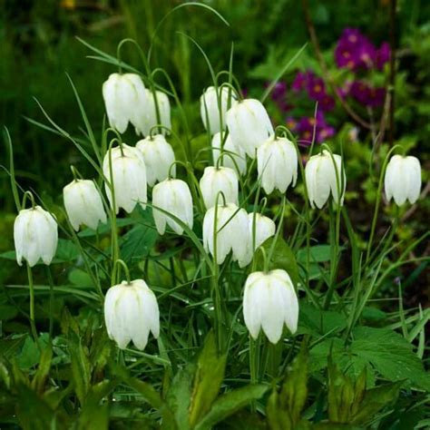 Fritillaria Meleagris Alba White Snake S Head Fritillary