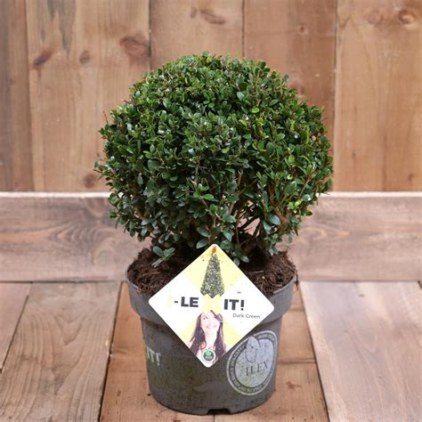 Ilex Crenata Dark Green Cm Diameter Ball In A L Pot Topiary