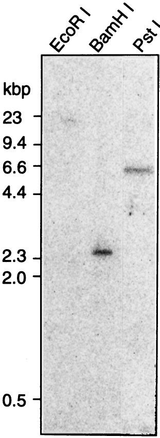 Southern Blot Analysis With The Cnggust Cdna Fragment Total Rat