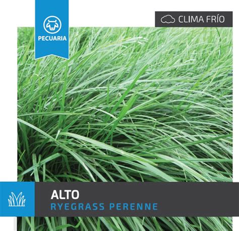 Semilla Forrajes Pastos Ryegrass Perenn Alto Clima Fr O Lb Env O Gratis