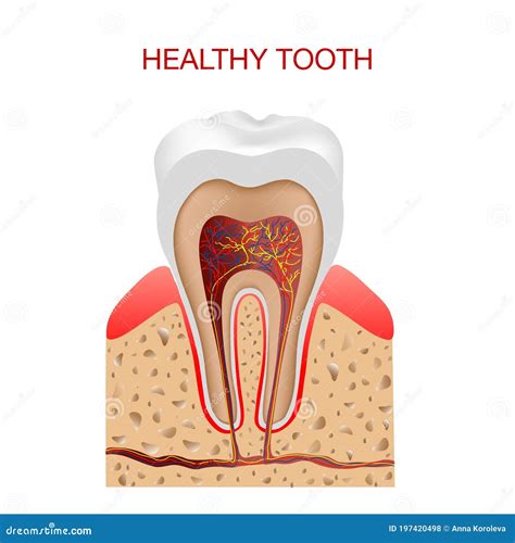 Dental Infographic The Structure Inside And The Tooth Diagram And