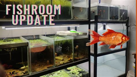 Fish Room Tour Update Series1 Youtube