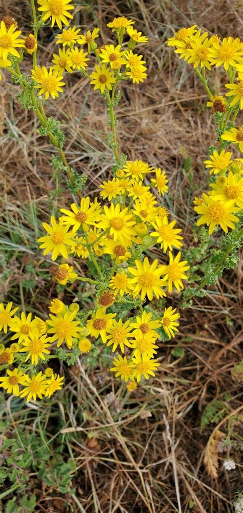 Observation Senecio Vernalis Waldst Kit Christian Bouchet Jul 20