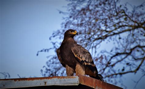 Eagle Birds Of Prey Raptor - Free photo on Pixabay - Pixabay