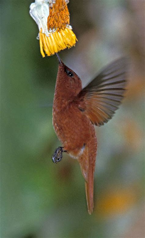 Juan Fernandez Firecrown (Sephanoides fernandensis)