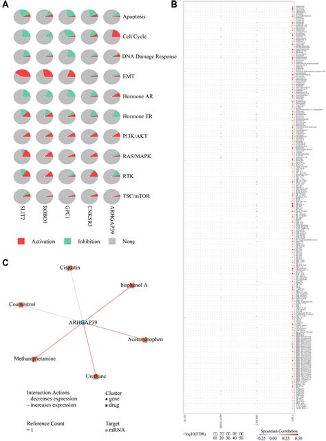 Biological Function Analysis Of ARHGAP39 As An Independent Prognostic