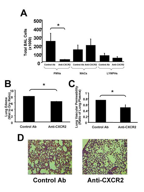 Inhibition Of CXCR2 Inhibits DsRNA Induced Neutrophil Recruitment And