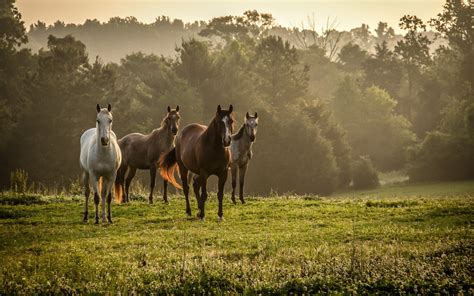 Landscape photography of four horses and forest HD wallpaper ...