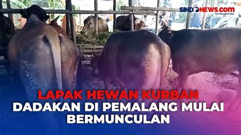 Lapak Hewan Kurban Dadakan Di Pemalang Mulai Bermunculan Jelang