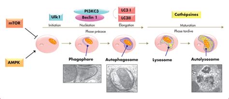 Jle H Matologie Implication De Lautophagie Au Cours Du