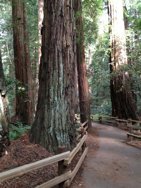 Amy Brown Science Muir Woods National Monument The Coast Redwood Trees