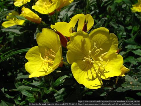 Oenothera Fruticosa Narrowleaf Evening Primrosesundrops Dancing