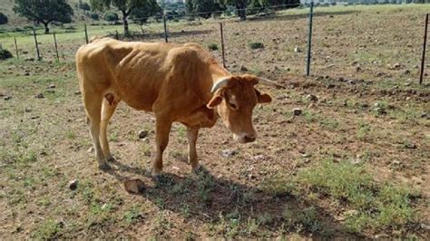 EHE La Consejería de Agricultura comunica a los veterinarios y