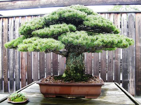 Top 5: Oldest Bonsai trees - Bonsai Empire