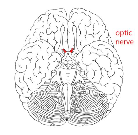 Optic Nerve And Tract Introduction To Neuroscience