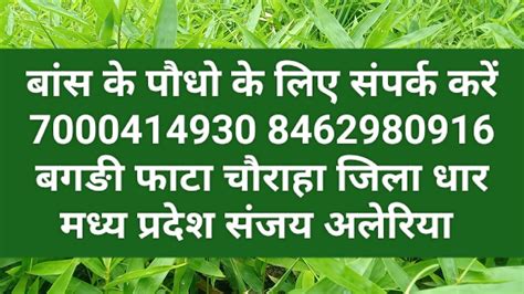 Tulda Bamboo Plant In Dhar Madhya Pradesh 7000414930 8462980916