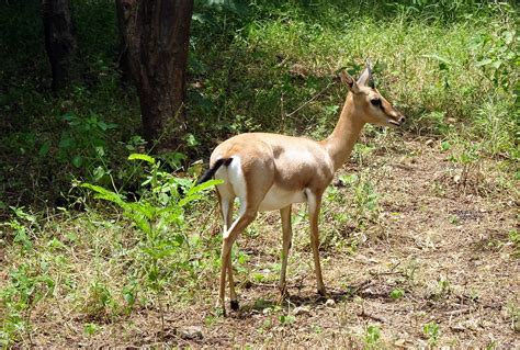 10+ Free Chinkara & Indian Gazelle Images - Pixabay