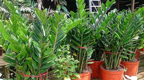 Check Zamioculcas Zamiifolia Indoor Care Propagation - Plant Oceana