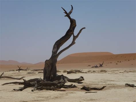 Dead Tree In The Desert Of Namibia Free Image Download