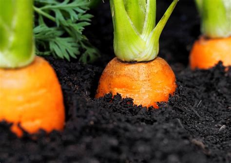 Premium Photo Three Carrots Growing In The Soil