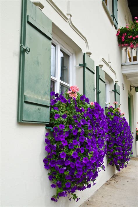 The Best Trailing Plants For Window Boxes ~ Bless My Weeds