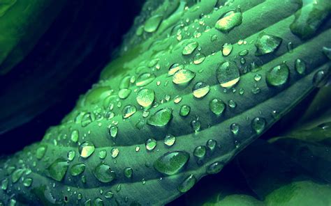 HD Wallpaper Photography Macro Leaves Plants Water Drops